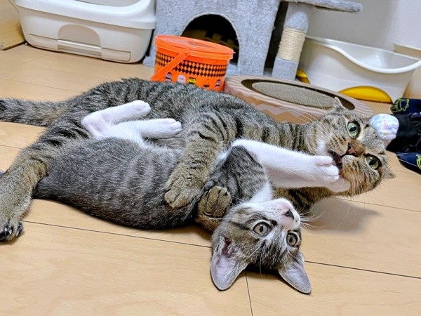 同居猫・ルナちゃんと遊ぶぴーちゃん（画像提供：単発0x0さん）
