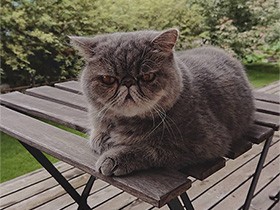 ウッドデッキがお気に入り　エキゾチックショートヘア「パリス」