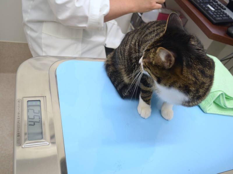 まずは体重測定から。適正体重とほめられる