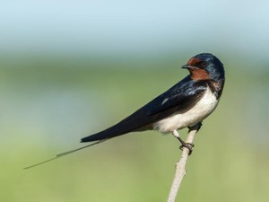 実家という「巣」がない私。ツバメのように生きていこう