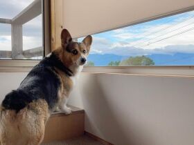 ムッチムチのおしりがチャームポイントよ　コーギー「つぐみ」、日課のワンソック中