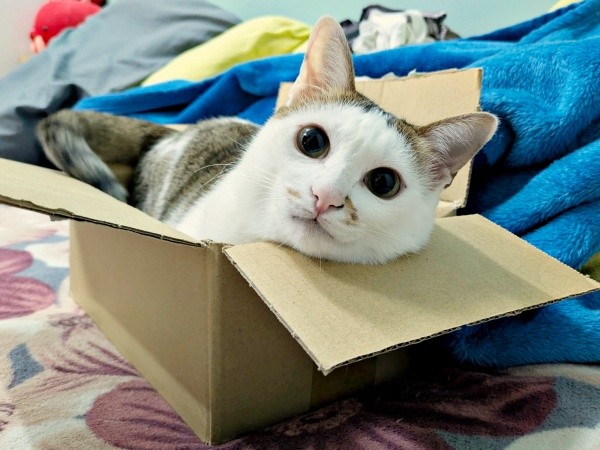 2025年9月、箱の中にすっぽりおさまるマルちゃん（画像提供：越南猫の日本暮らしさん）