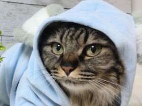 元保護猫のキジトラ猫「ティナ」　贈り物のウサギの洋服を着て得意顔