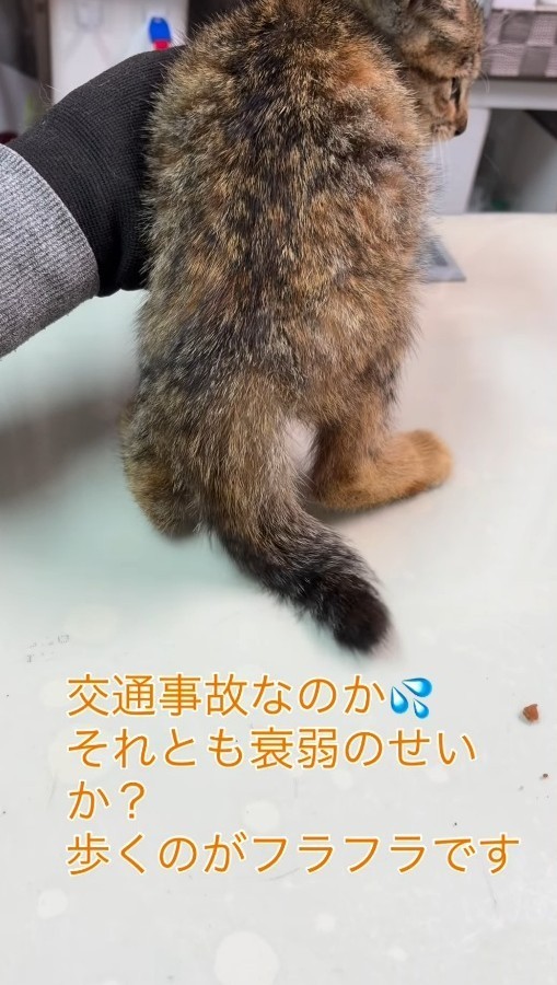 保護時、よろよろと歩く様子（コアさん提供、Instagramよりキャプチャ撮影）