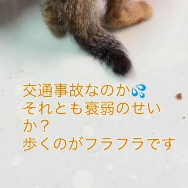 保護時、よろよろと歩く様子（コアさん提供、Instagramよりキャプチャ撮影）