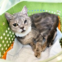 安楽死の提案もーー生死を彷徨った翠ちゃん（画像提供：@rhdrw.anさん）