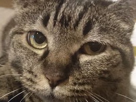 熱帯夜に窓を開け「スースーハーハー」　猫アレの悲しきジレンマ