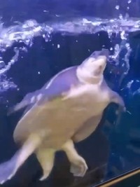 前ヒレをばたつかせて水しぶきをあげながら抗議するブタバナガメ（画像提供：corokukizさん）