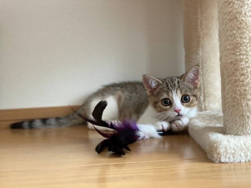 家にきたころの「りん」