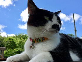 日なたぼっこを満喫　ハチワレのちょびひげ猫「ちょびちゃん」