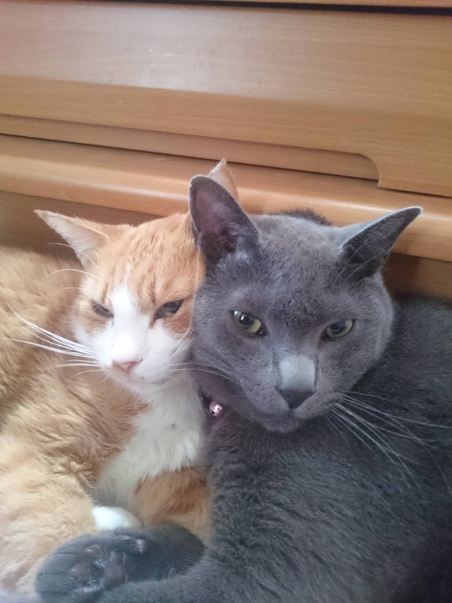 「こてつ」（左）と、後輩猫の諭吉（右）。