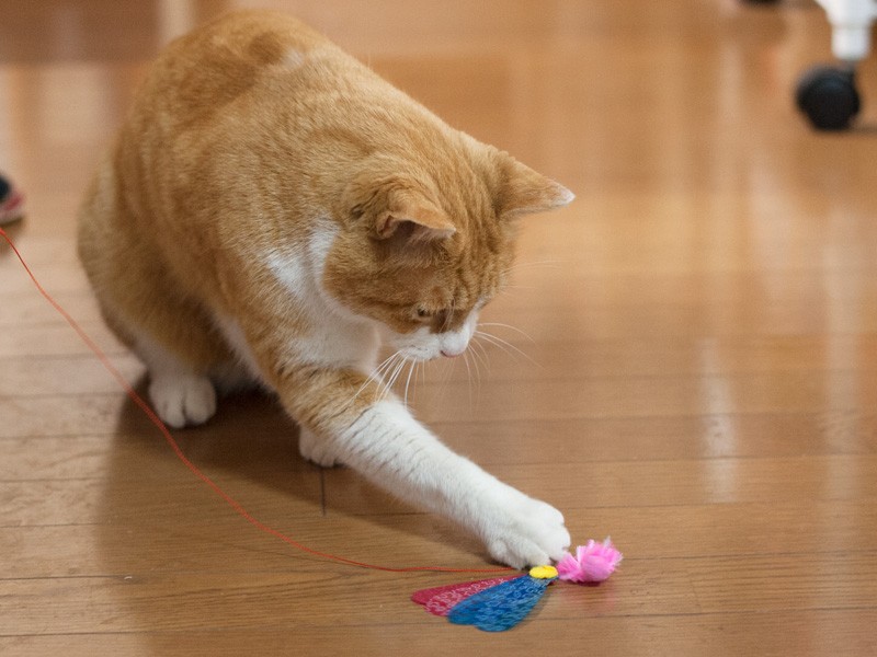 「おばちゃんのお手伝い、床の拭き掃除」（小林写函撮影）