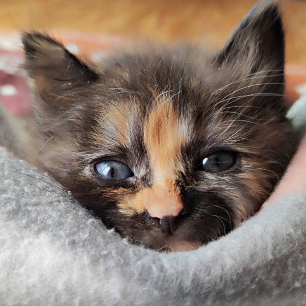 子猫時代、キトンブルーの瞳が愛らしいみたらしちゃん（画像提供：少年さん）