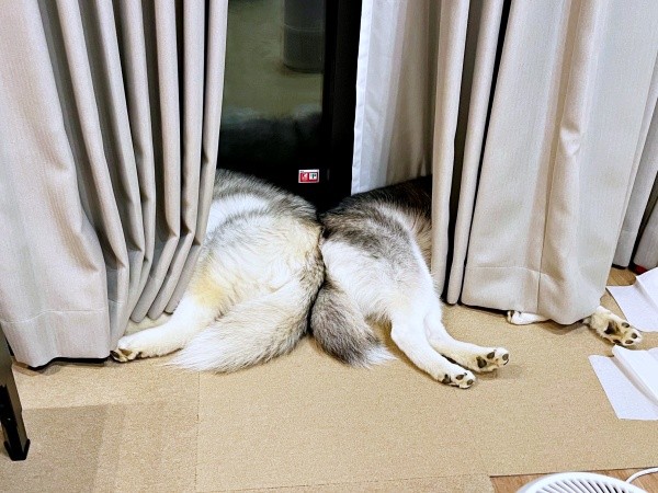 カーテンに頭を突っ込んで仲良くくつろぐ（左から）レオくん、ルーナちゃん（画像提供：ルーナ レオさん）