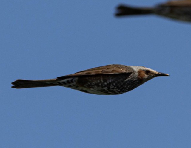 僕が撮りたかったのはコレジャナイ」空飛ぶ鳥の群れの写真を撮っ