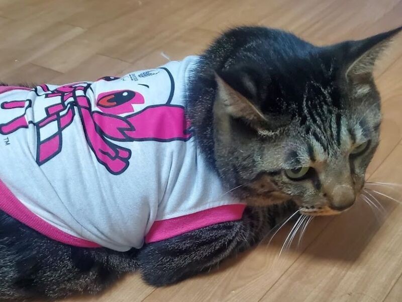 はっぴーは１年で（TOKYO2020の服が）ぱつぱつに……君は健康のために少し減量をしよう