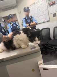 新宿歌舞伎町で起こった迷い猫エピソードが話題に（瀬奈カルロスさん提供）