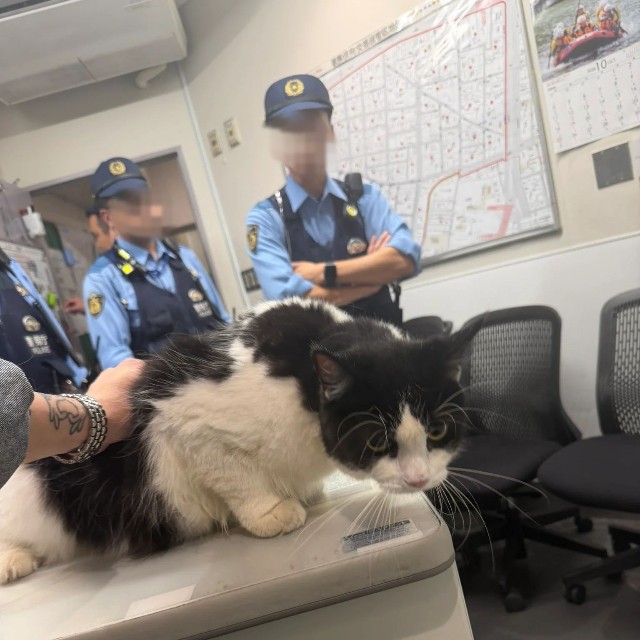 新宿歌舞伎町で起こった迷い猫エピソードが話題に（瀬奈カルロスさん提供）