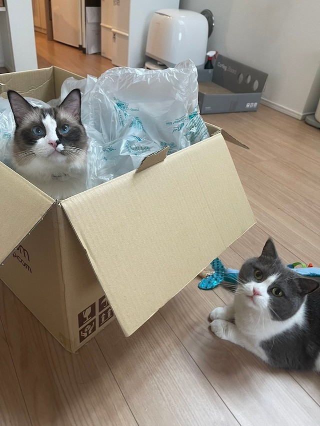 兄猫、ラグドールのコテツくん（左）はすんなり箱に入っていました（画像提供：コテツとまるさん）