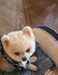 最近ふと見るとマメすけくんにメンチを切られるんです（「ポメラニアンのマメすけ」さん提供、Instagramよりキャプチャ撮影）