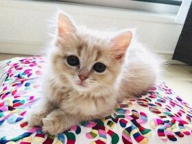 ママと寝たかったんだもん！　鍵のかかったケージから脱走したラガマフィン「メル」