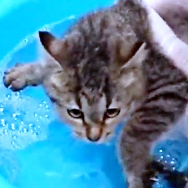 おうちで初めてのお風呂を体験するよもぎちゃん（画像提供：きのひとまるさん）