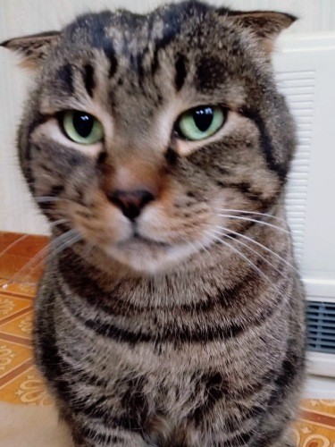 譲渡先募集中のふみやくん。大柄で繊細。猫エイズキャリアの4歳（goens提供）