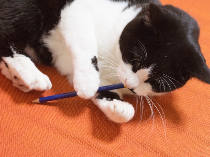 「ぽん太郎です。I have a pen.」（小林写函撮影）