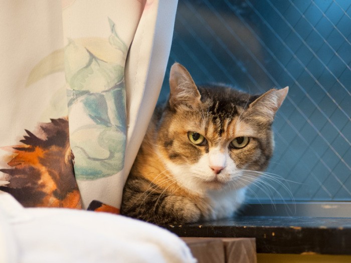 「エミちゃんよ。ちゃんまで入って名前なの。文句ある」（小林写函撮影）