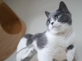 何見てるニャ？ 　テレビを見ている私を居眠りしながら監視するミックス猫「レイカ」