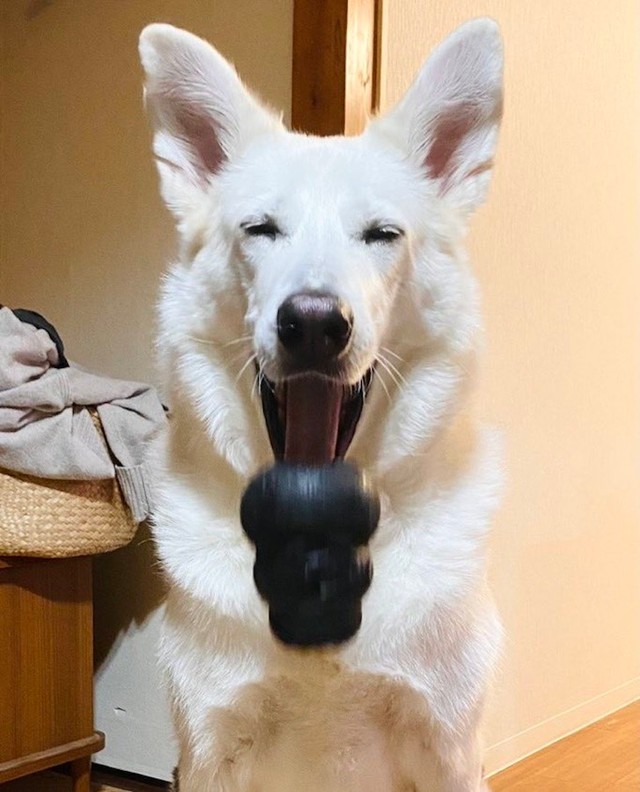 ゴム製のコング（おやつを入れて遊ぶ犬の知育おもちゃ）を何度も飼い主さんの足の上に落とし、ニコニコ顔でおやつを催促する知能犯、サンくん（画像提供：riyaさん）
