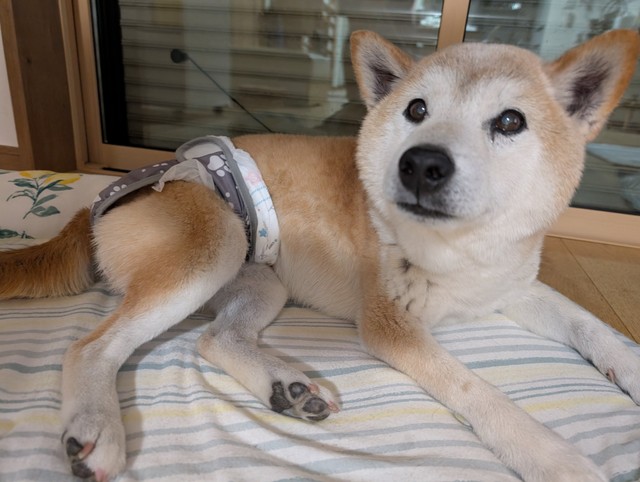 あれ、もう朝？元迷い犬のおとぼけ顔（提供：@UfedMLxsFWF92ufさん）

