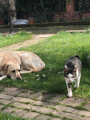 庭でのんびり過ごすグレースとジージョ。