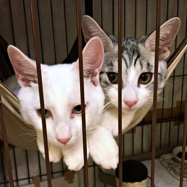 ハンモックで仲良くくつろぐ（左から）テンちゃん、センちゃん（画像提供：M家猫沢山さん）