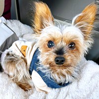 飼い主さんを見上げる茉凜ちゃん。まん丸おめめがたまらなくキュートです（画像提供：ちゃーちゃんさん）