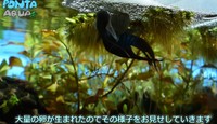 3日で繁殖したタイワンキンギョ／投稿主さん提供