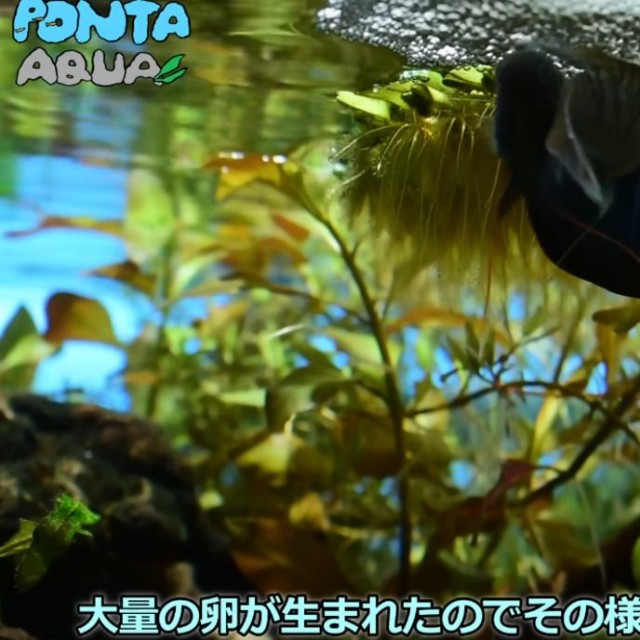 3日で繁殖したタイワンキンギョ／投稿主さん提供