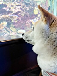 「これは何？」 水族館の展示に興味津々のゆめちゃん（画像提供：柴犬の見る夢さん）