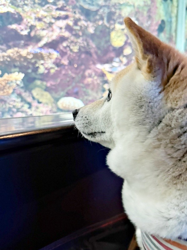 「これは何？」 水族館の展示に興味津々のゆめちゃん（画像提供：柴犬の見る夢さん）