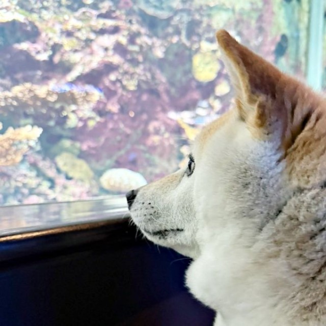 「これは何？」 水族館の展示に興味津々のゆめちゃん（画像提供：柴犬の見る夢さん）