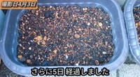 【12日後】葉を切った方は特に変化なし／「庭づくり大好きおじさん」さん（@diy48）提供