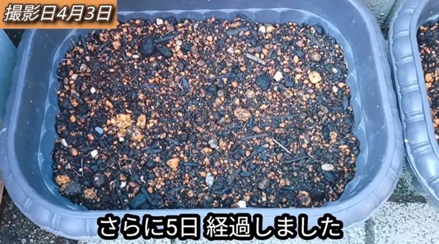 【12日後】葉を切った方は特に変化なし／「庭づくり大好きおじさん」さん（@diy48）提供
