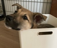 甘えん坊で狭いところが大好きなボン