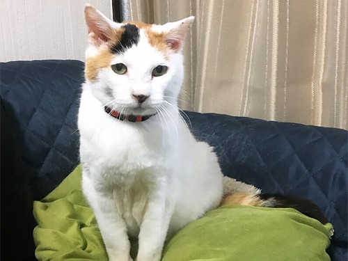 猫の爪研ぎで部屋が傷だらけ…　住環境の見直しで防止できる！