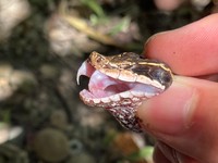 マムシの毒は主に出血毒。咬傷後は1時間以内の適切な処置、血清投与などの治療が必要だという（画像提供：よろたむさん）