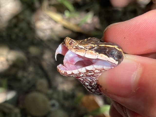 マムシの毒は主に出血毒。咬傷後は1時間以内の適切な処置、血清投与などの治療が必要だという（画像提供：よろたむさん）