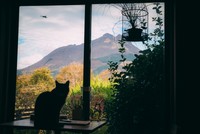 猫カフェの窓からは雄大な由布岳が！
