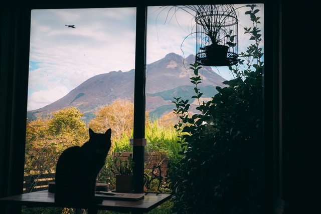猫カフェの窓からは雄大な由布岳が！