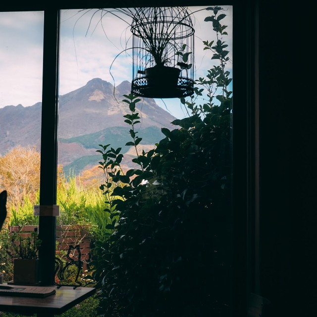 猫カフェの窓からは雄大な由布岳が！
