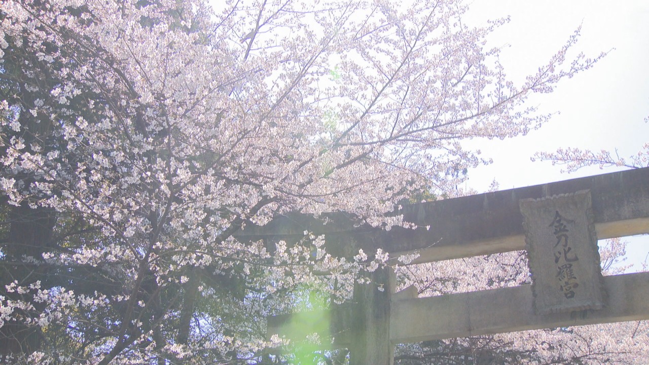 あなたが好きな春の花は 花にまつわるエピソードも みんなに聞いてみた Ksbニュース Ksb瀬戸内海放送 あなたが好きな春の花は 花にまつわるエピソードも みんなに聞いてみた Ksbニュース Ksb瀬戸内海放送